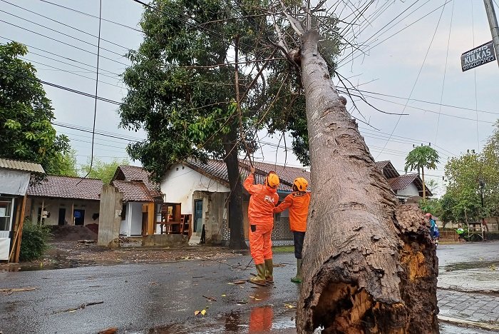 Pohon tumbang merusak fasilitas umum serta menutup akses jalan di Kabupaten Bondowoso. (Dok. BPBD Kabupaten Bondowoso)